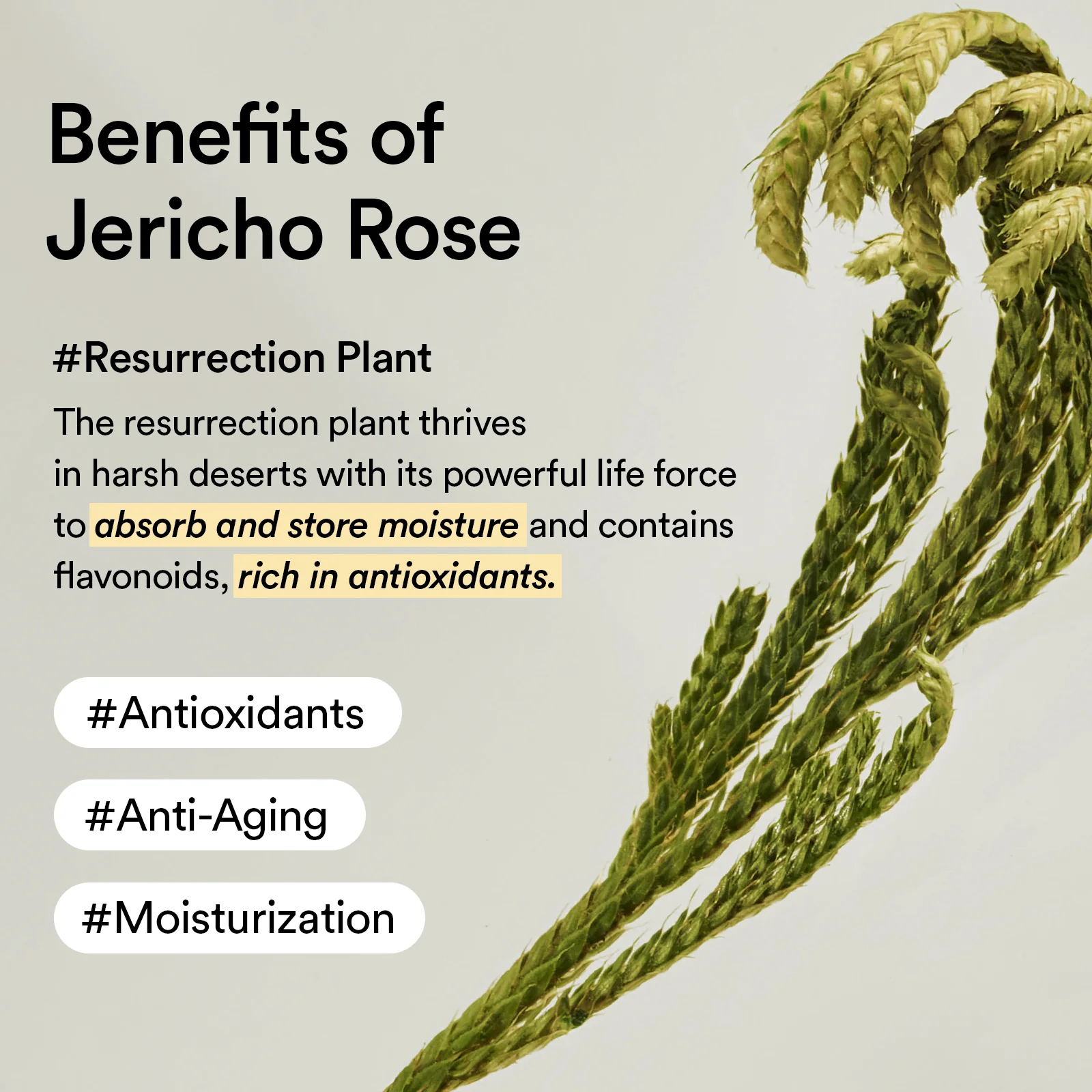 Jericho rose cream Nutrition tube - Image 7